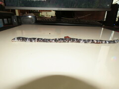 Amphisbaena fuliginosa