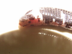 Amphisbaena fuliginosa