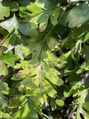Crataegus monogyna
