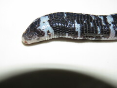 Amphisbaena fuliginosa