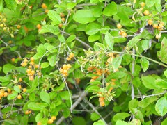 Duranta erecta