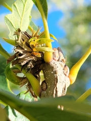 Andricus quercusfrondosus