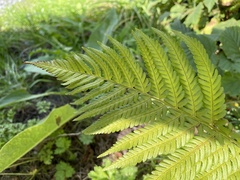 Dryopteris filix-mas