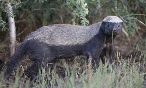 Ratel