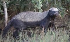 Mellivora capensis
