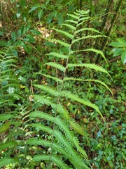 Thelypteris palustris