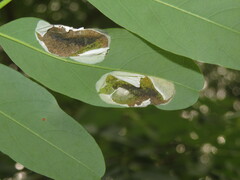 Macrosaccus robiniella