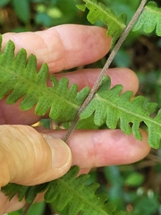 Thelypteris palustris