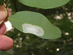 Macrosaccus robiniella