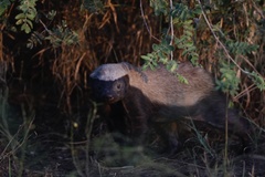 Mellivora capensis