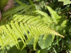 Dryopteris filix-mas
