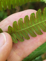 Thelypteris palustris