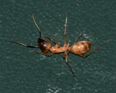 Camponotus festinatus