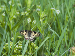 Zerynthia polyxena