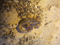 Uroplectes