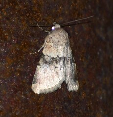 Properigea continens