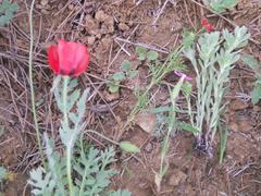 Papaver orientale