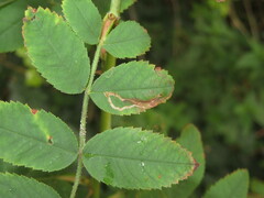 Stigmella anomalella