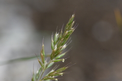 Trisetum