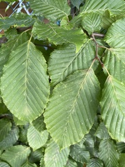 Carpinus betulus