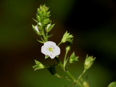 Veronica catenata