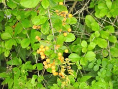 Duranta erecta