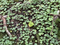 Oxalis