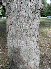 Acer nigrum