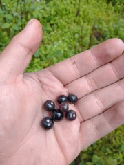 Jaltomata procumbens