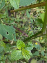 Jaltomata procumbens