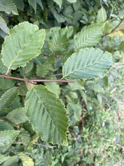 Carpinus betulus