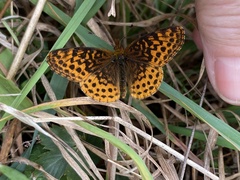 Boloria bellona