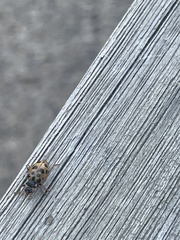 Hippodamia tredecimpunctata