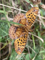Boloria bellona