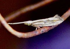 Plutella porrectella