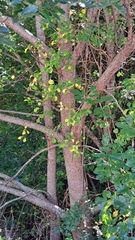 Castanea mollissima
