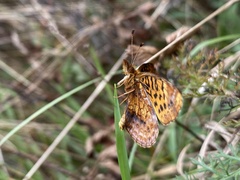 Boloria bellona