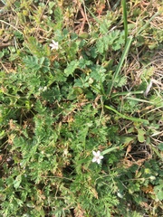 Erodium cicutarium