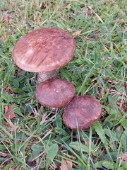 Leccinum scabrum