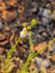 Nemesia fruticans
