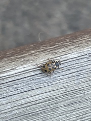 Hippodamia tredecimpunctata