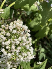 Augochloropsis metallica