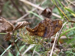 Boloria bellona