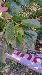 Castanea mollissima