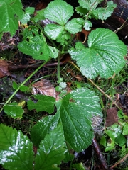 Geum macrophyllum
