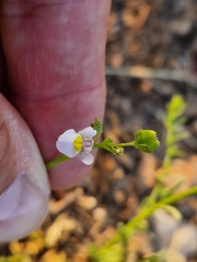 Nemesia fruticans
