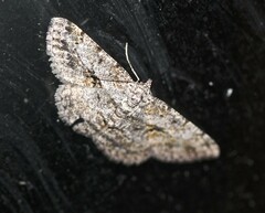 Psilalcis isombra