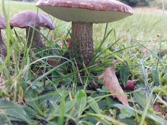 Leccinum scabrum