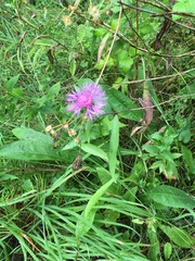 Centaurea