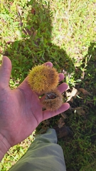 Castanea mollissima